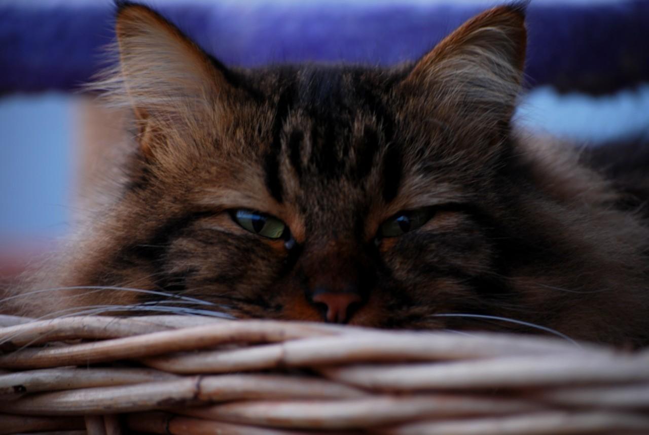 Cat 5sq