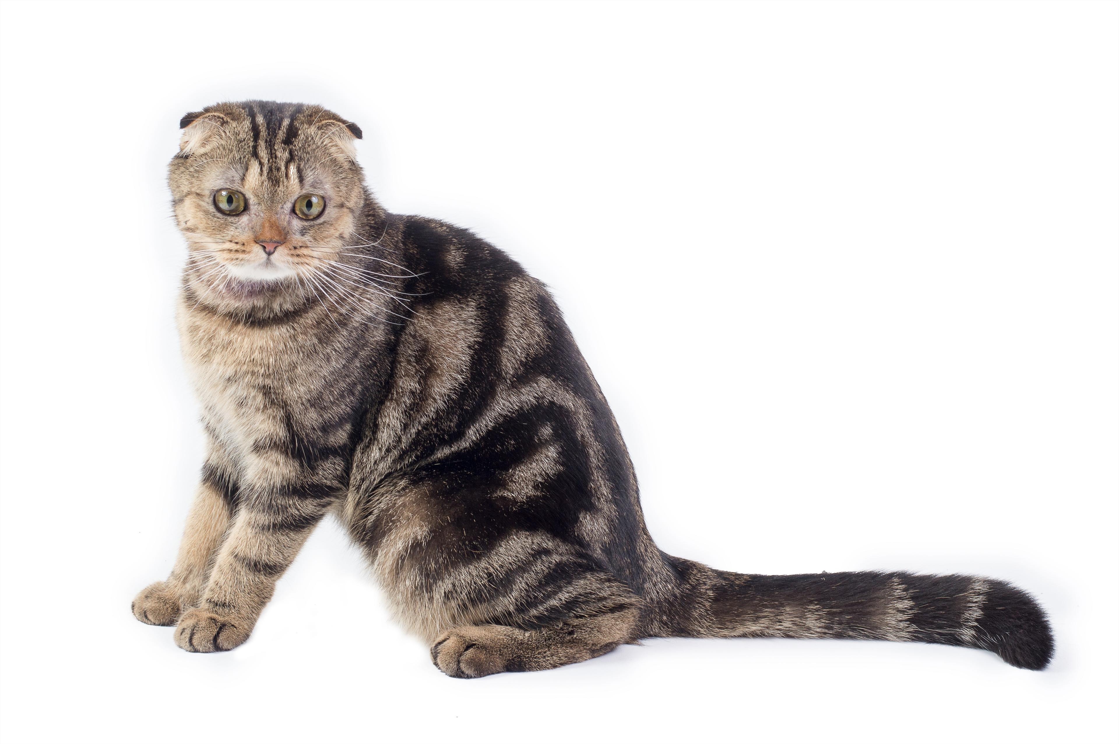 Cat 5txKBK89Y