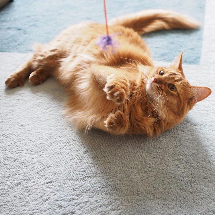 Cat 6-hYtDpc0