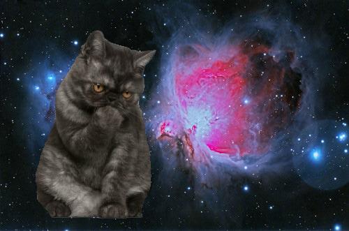 Cat 66