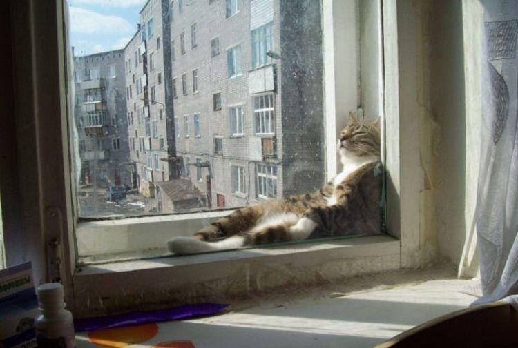 Cat 686