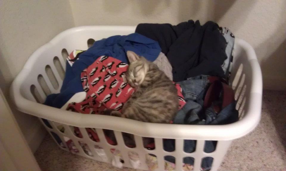 Cat 6f0
