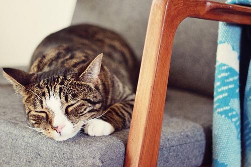 Cat 6g6