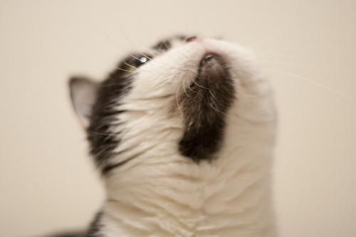 Cat 6g7