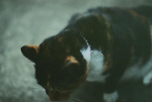 Cat 6h0