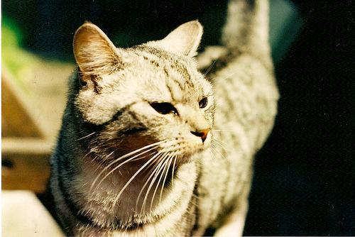 Cat 6j5