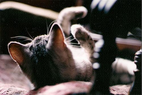 Cat 6j6