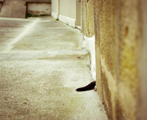 Cat 6ja