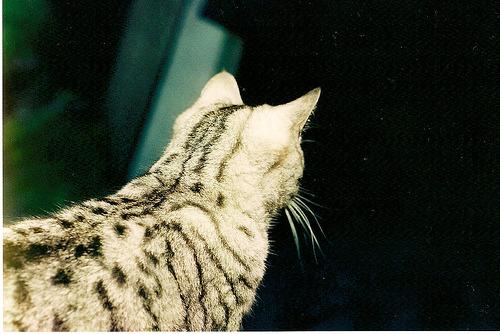 Cat 6je