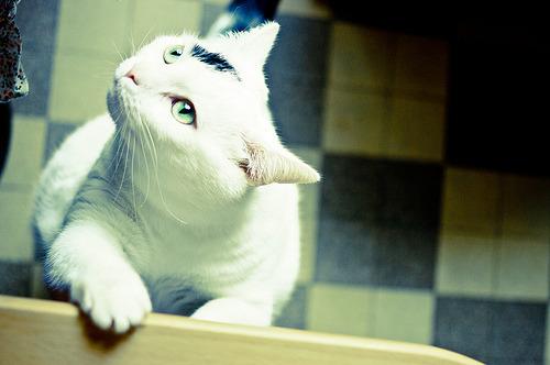 Cat 6ji