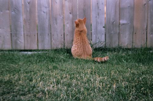 Cat 6ki