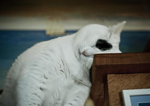 Cat 6lc