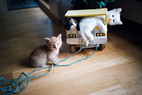 Cat 6lh
