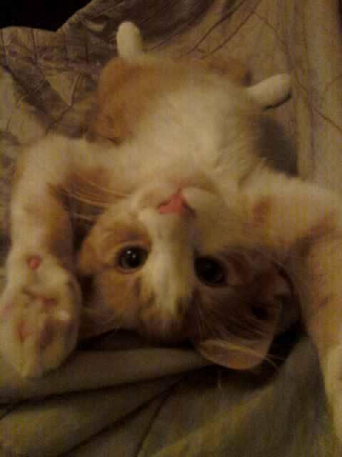 Cat 6o8