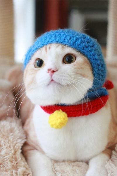 Cat 6pu