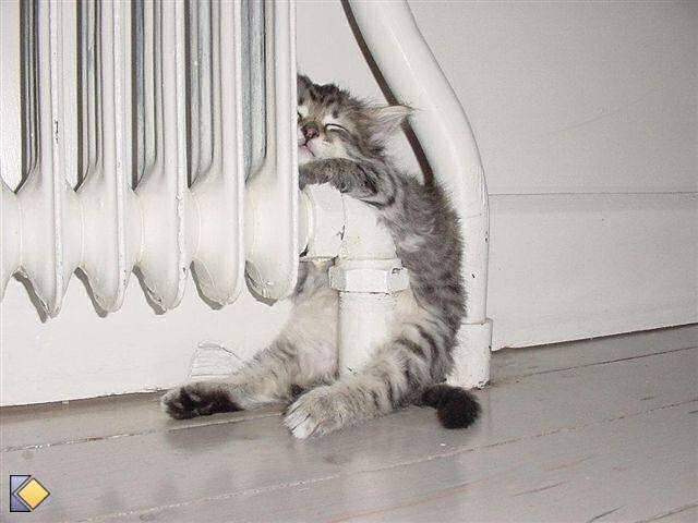 Cat 6tj