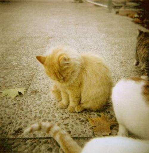 Cat 6u8