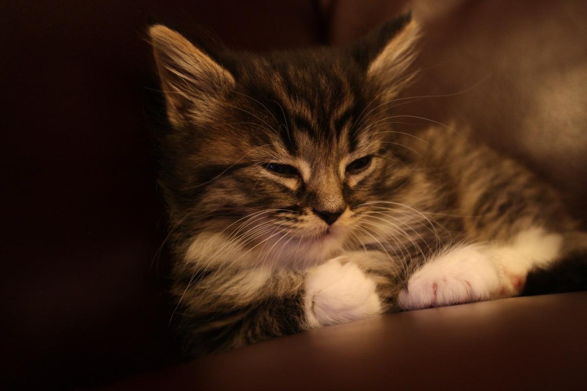 Cat 6u9