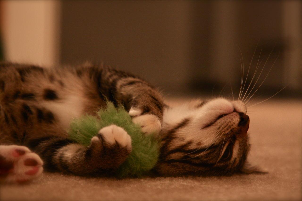 Cat 6vk