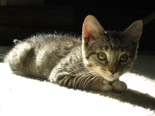 Cat 77t