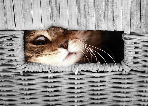 Cat 78s