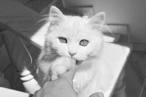 Cat 79o