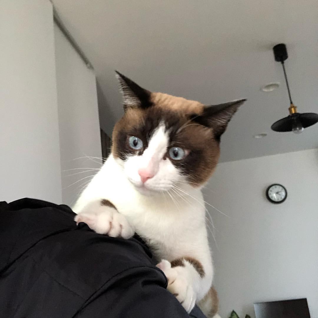 Cat 7LsPJSIuO