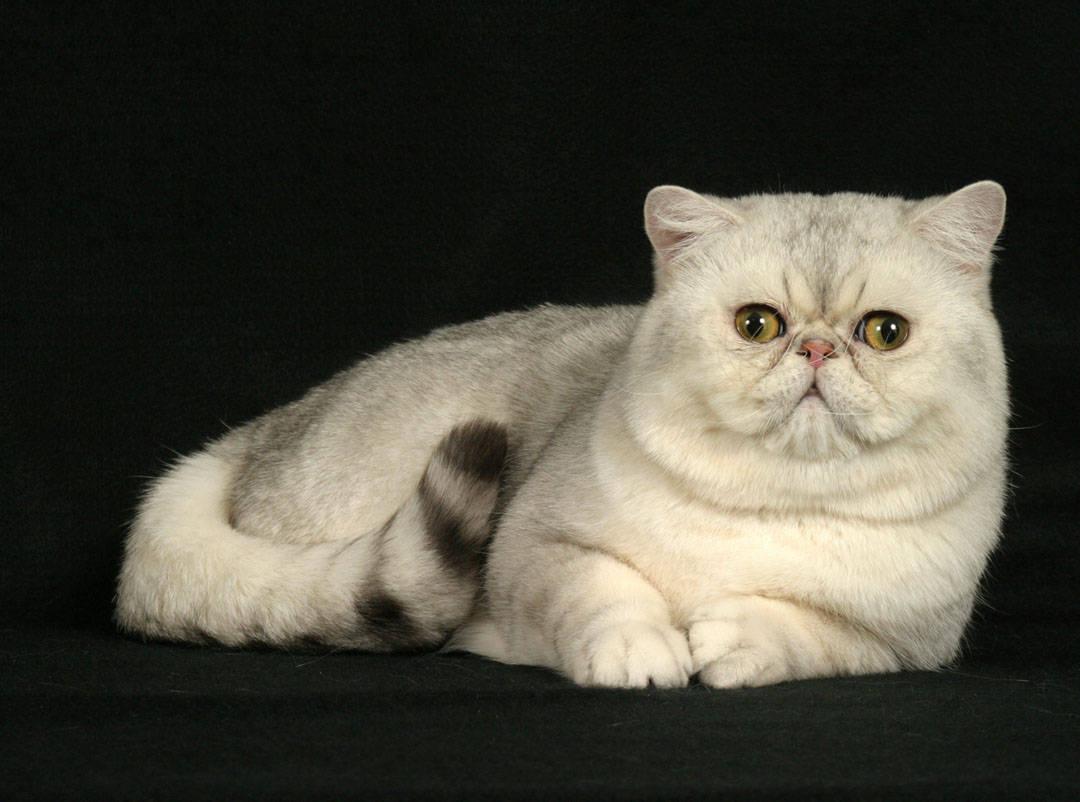 Cat 7Q76qhEAF