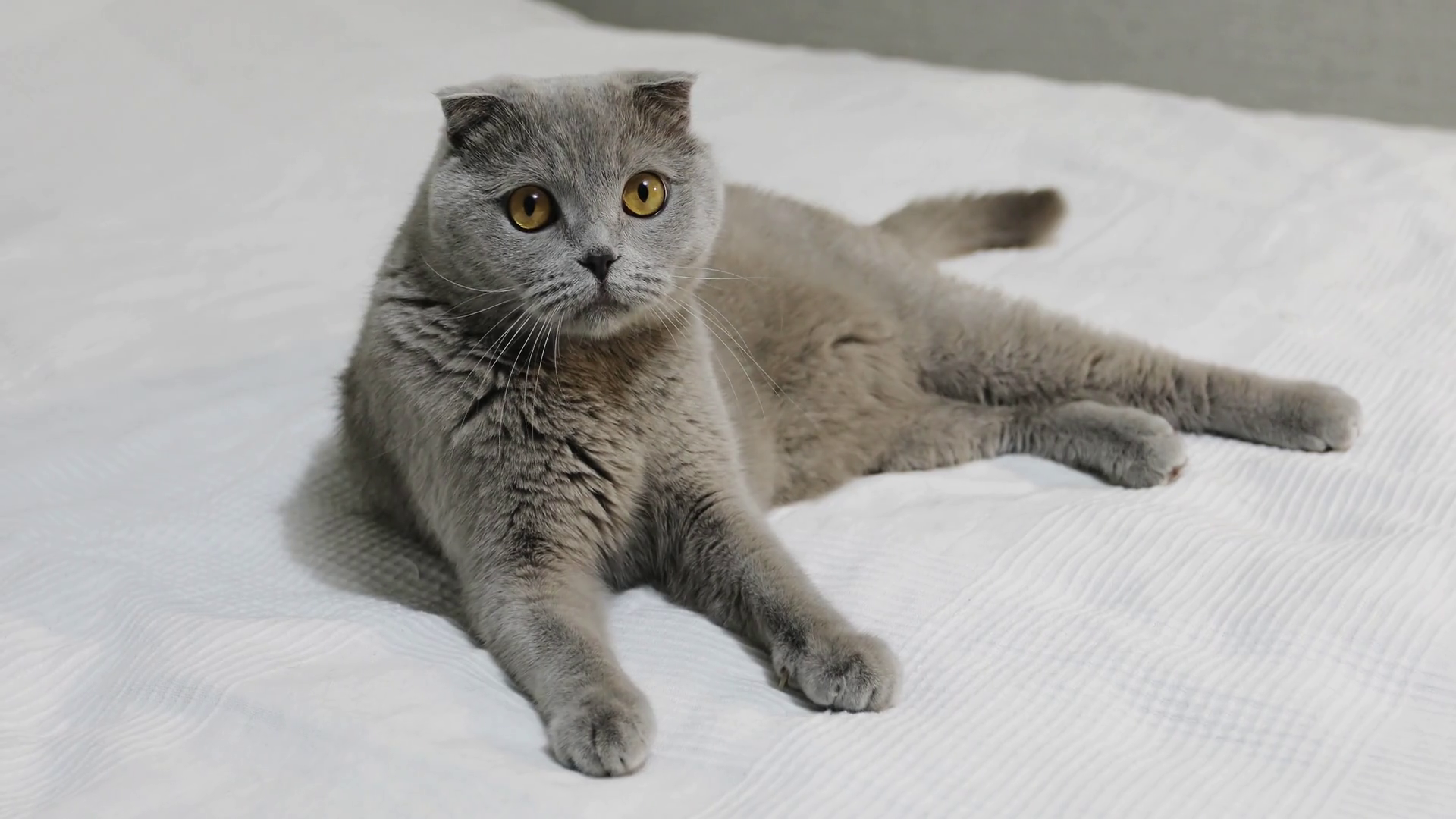 Cat 7_OH384wE