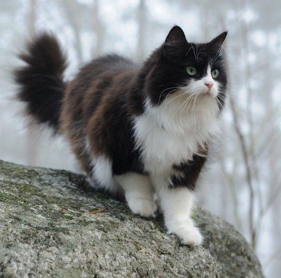Cat 7afi4uNFM