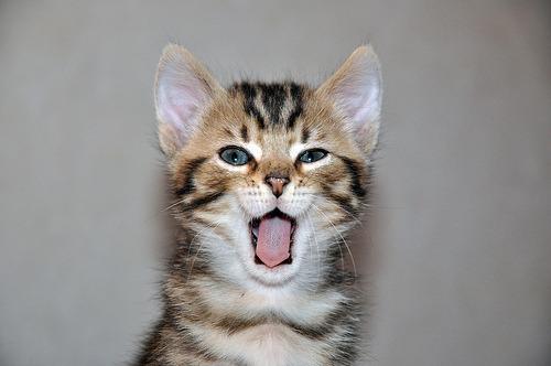 Cat 7bg