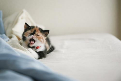 Cat 7bh