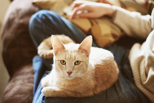 Cat 7ca