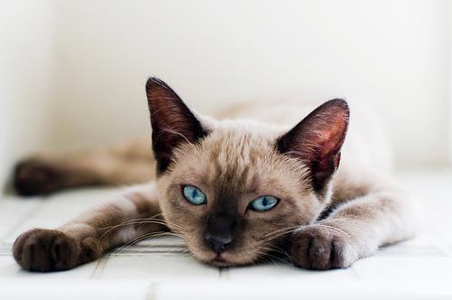 Cat 7ce