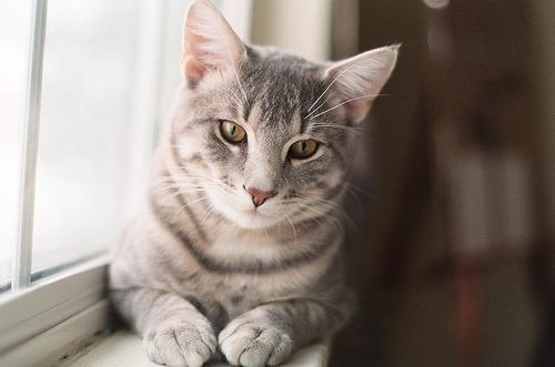 Cat 7cm