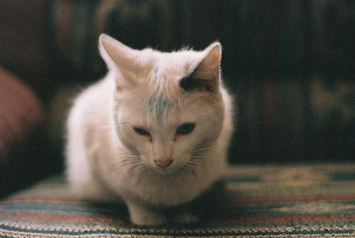Cat 7di