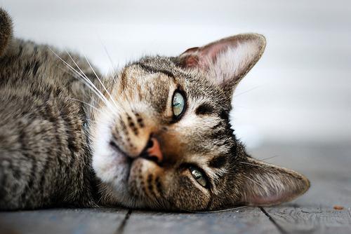 Cat 7ds