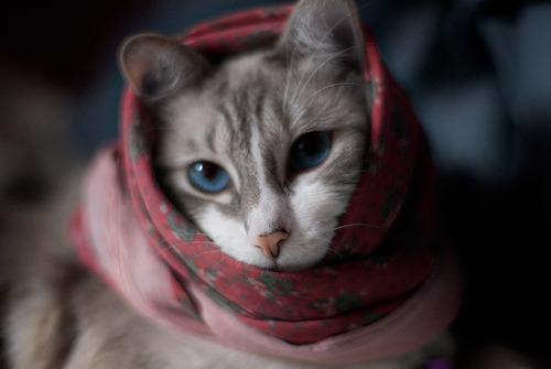 Cat 7ep