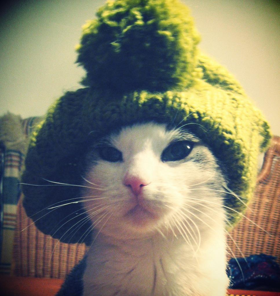 Cat 7f7
