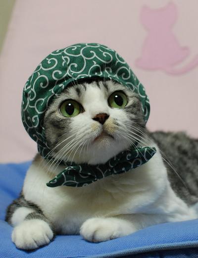 Cat 7g4