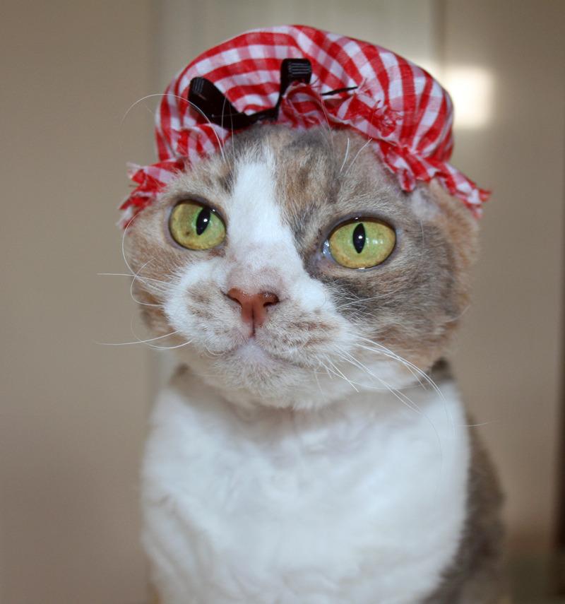 Cat 7gf