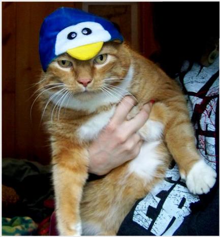 Cat 7h3