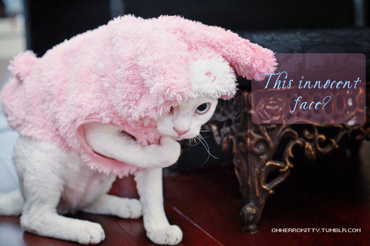 Cat 7iv