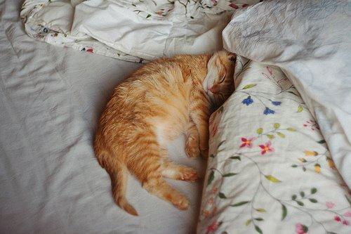 Cat 7k9