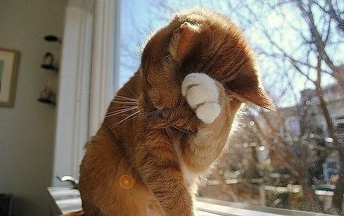 Cat 7kd