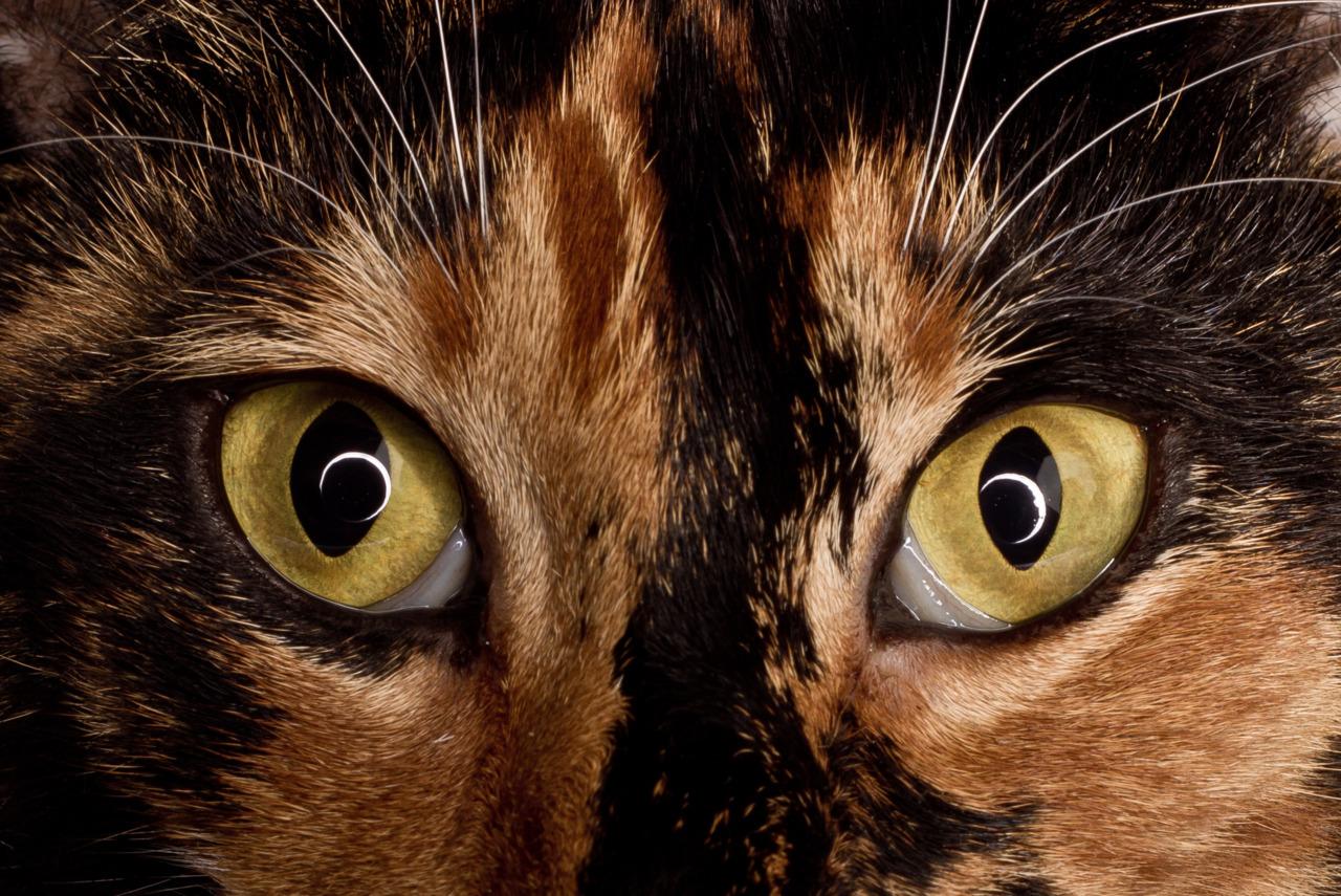 Cat 7l3