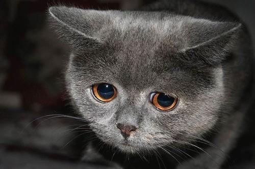 Cat 7l5