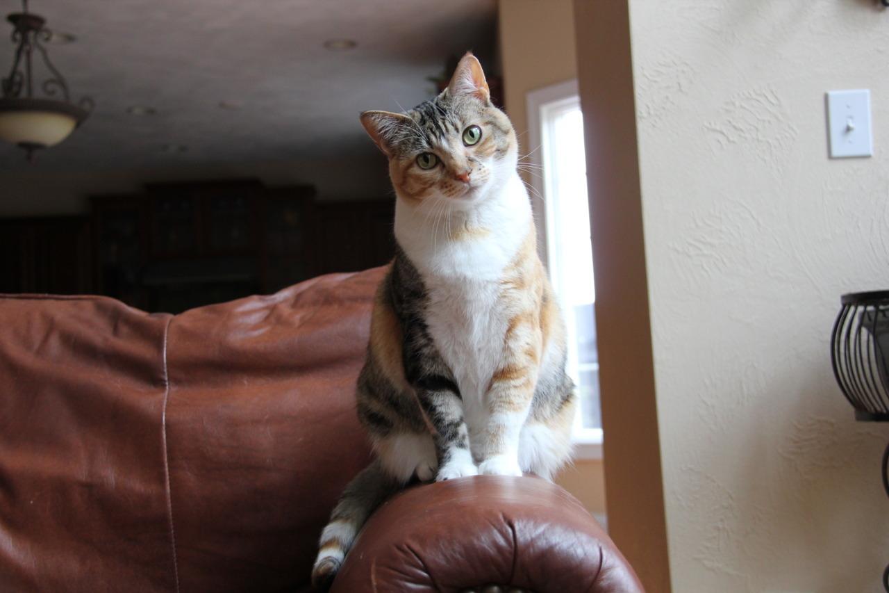 Cat 7lf