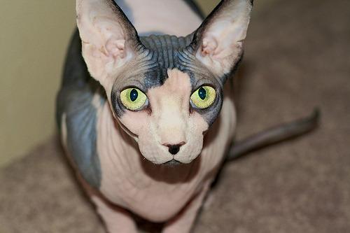 Cat 7li