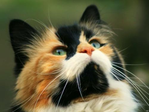 Cat 7ni